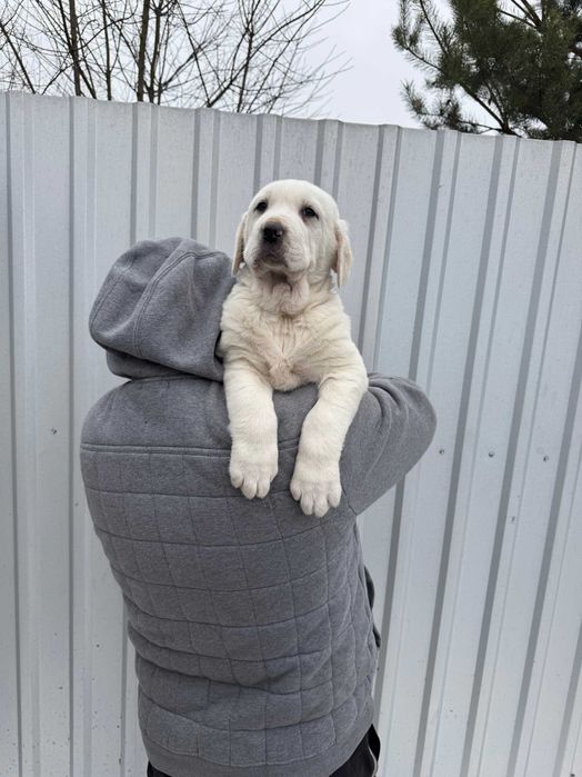 Owczarek środkowoazjatycki