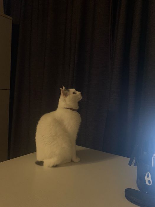 Загубився кіт потерялся кот найден знайшовся кіт знайшли кота