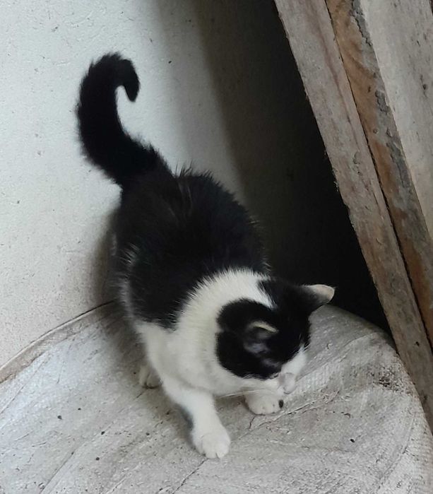 Oddam kota w dobre ręce