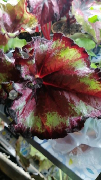 Продам  декоративно-лиственные бегонии.