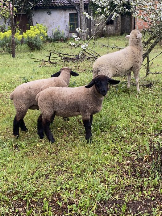Vendo borrego cruzado