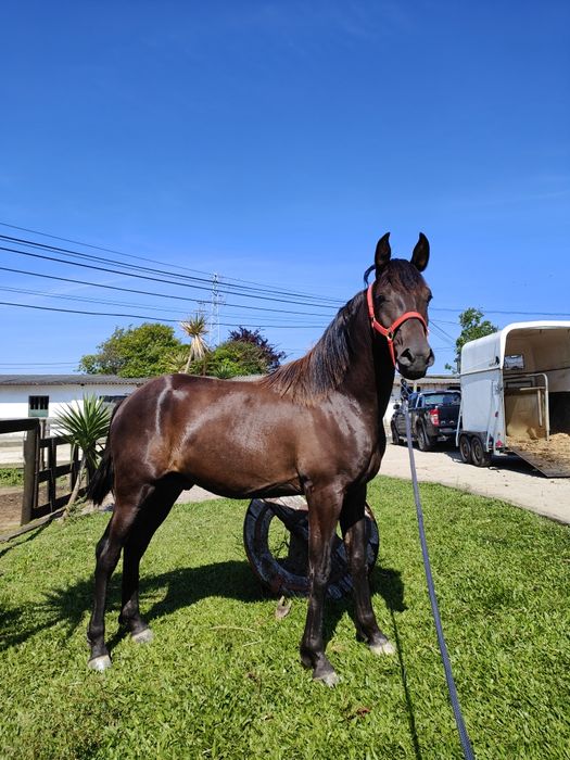 Poldro 2 anos e meio