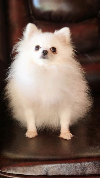 Продам взрослую девочку шпица