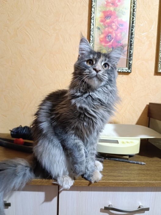 Кошечка породы Мейн Кун