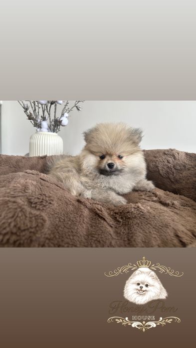 Fantastyczne Szczeniaki  Pomeranian Szpic Miniaturowy Miś