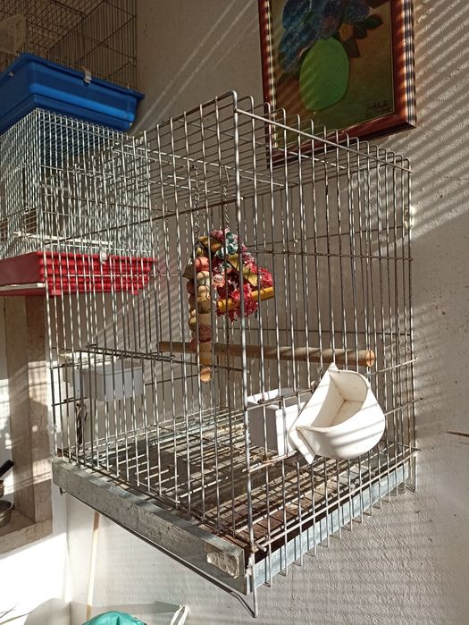 Uma gaiola para papagaio / rosicolli