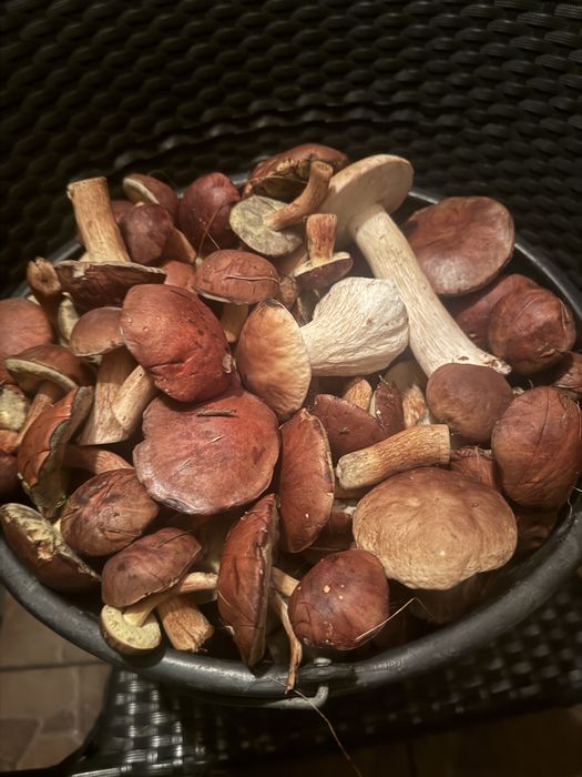 Grzyby; Borowik; Podgrzybek; Maślak; rydz - świeże - zamówienia