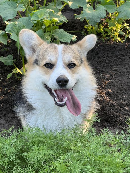 Вязка собак корги