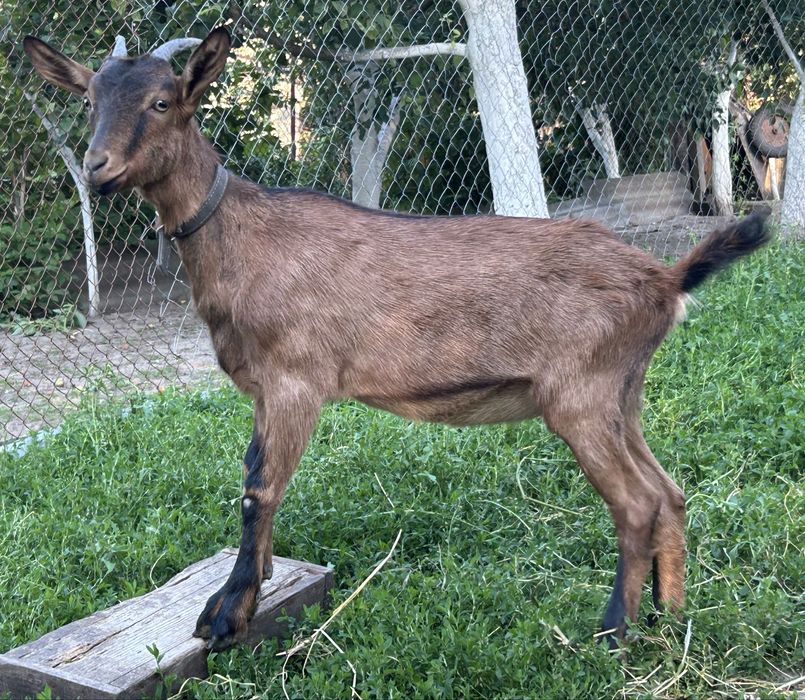 Високодійні альпійські кізочки