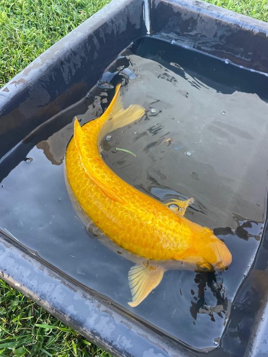 Carpas koi  cerca de 45 cm