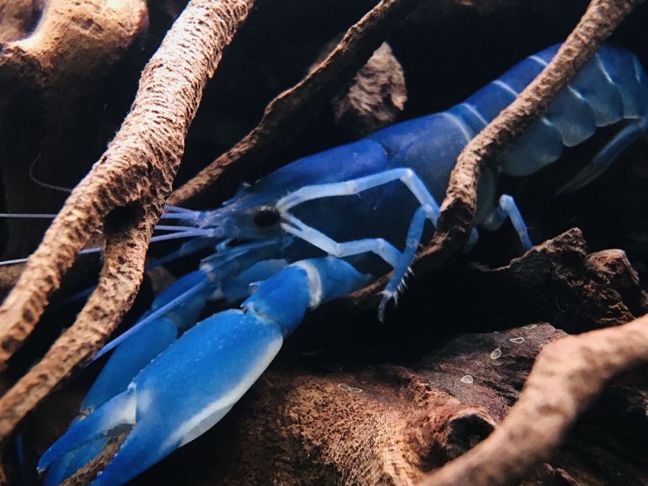 Raki Cherax do akwarium