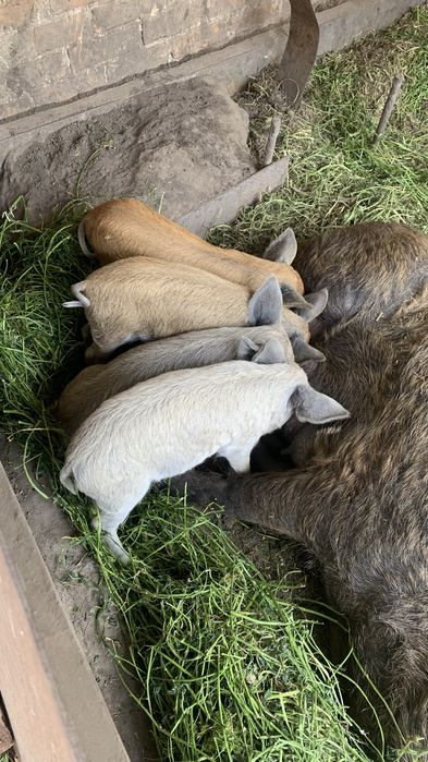 Продаються мангали:2500 грн.