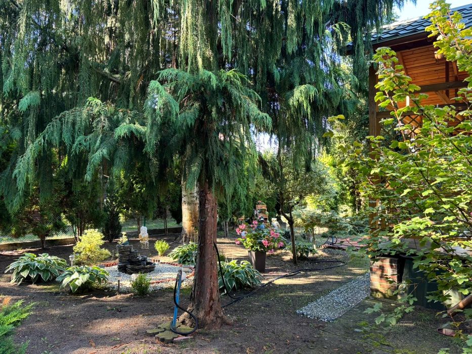 Sprzedam działkę rekreacyjnął w Tryszczynie - Widok 6