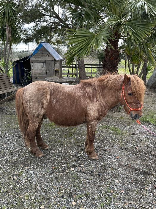 Ponei com 10 anos Habilidoso