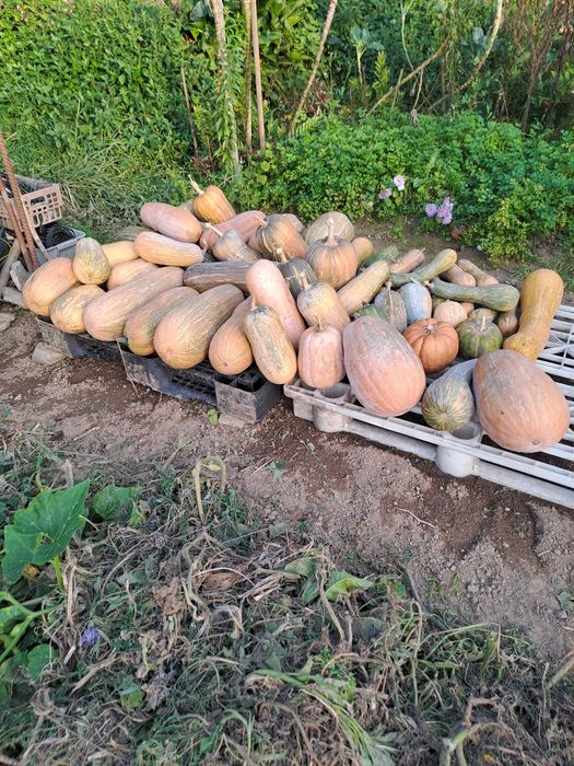 Vendo abóboras vários tamanhos