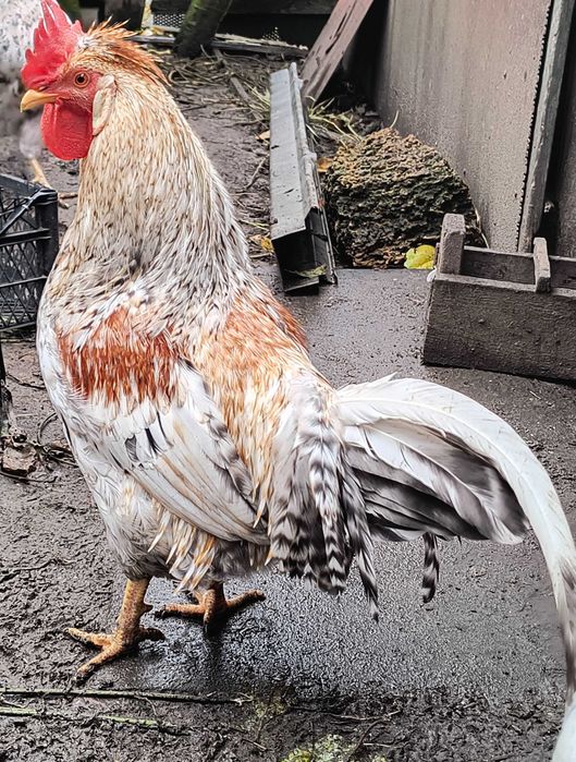 Півники породи Легбар (зелене яйце)