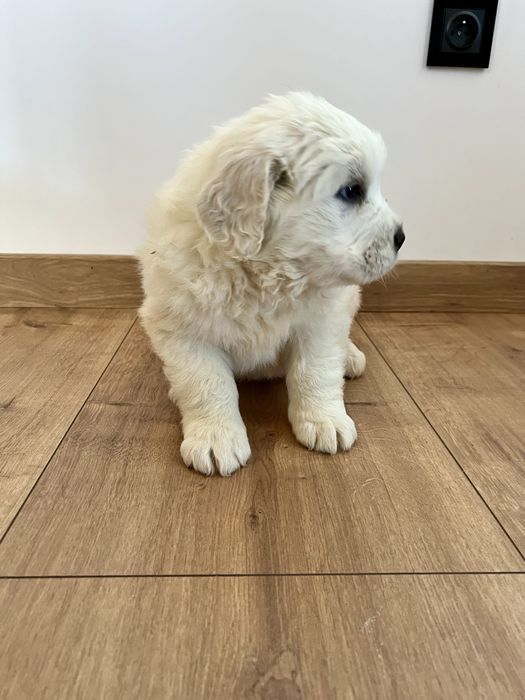 Owczarek Podhalański szczeniak