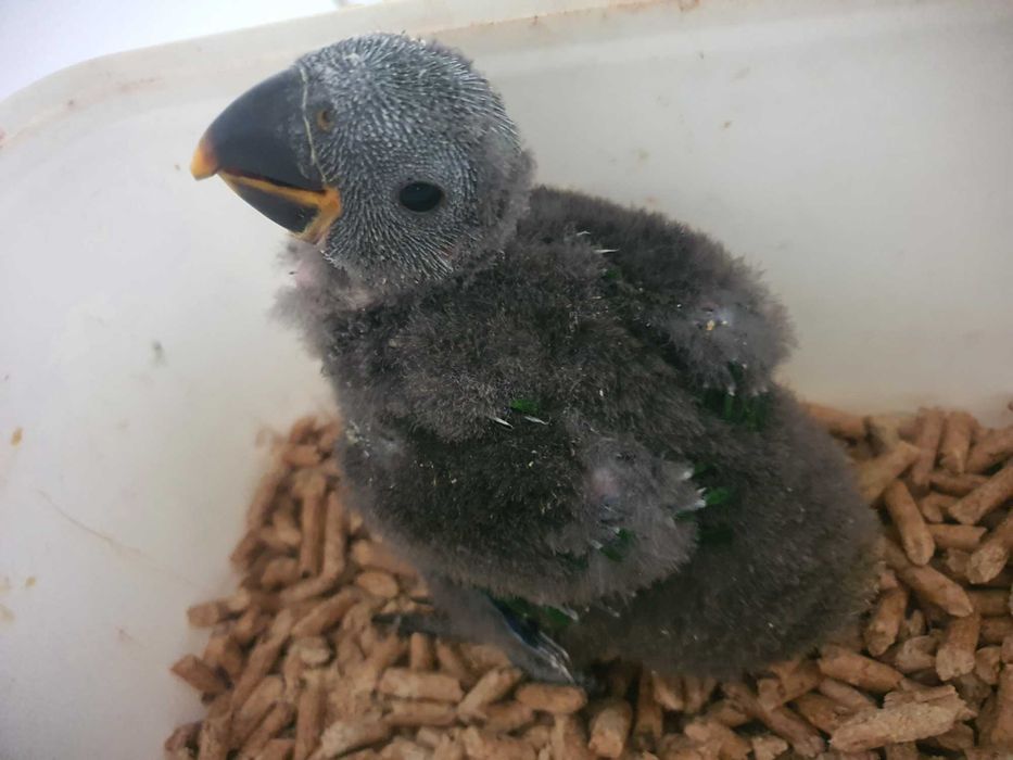 Papagaios Ecletus F e M