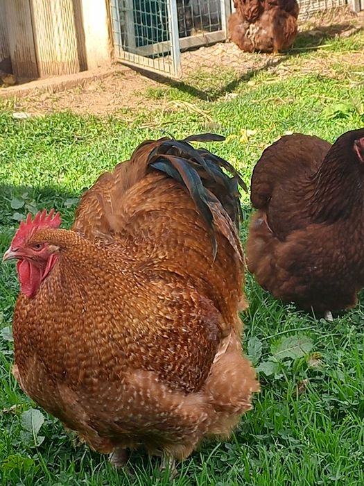 Galinhas de Raça PURA