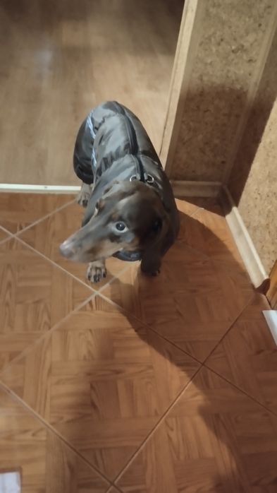 Шукаю для свого хлопчика такси Спайка дівчинку