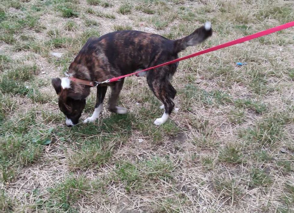 Oddam za darmo w dobre ręce psa