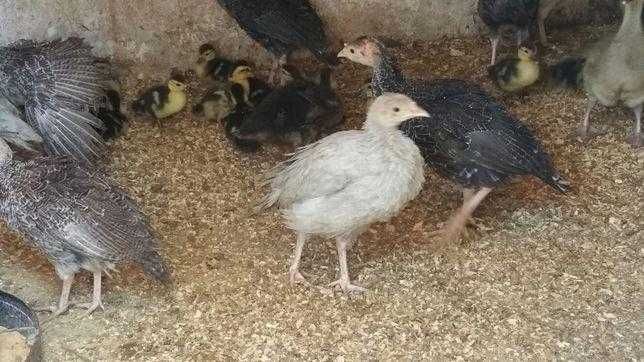 Ovos,Galos, frangos, galinhas  poedeiras, codornizes  caseiros