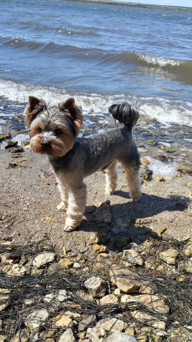 Йоркширский терьер. Йорк. Вязка.