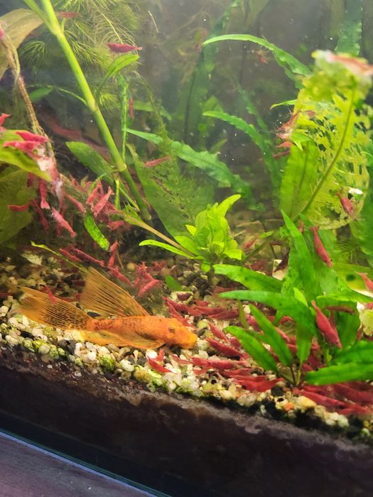 Krewetki red scherry.