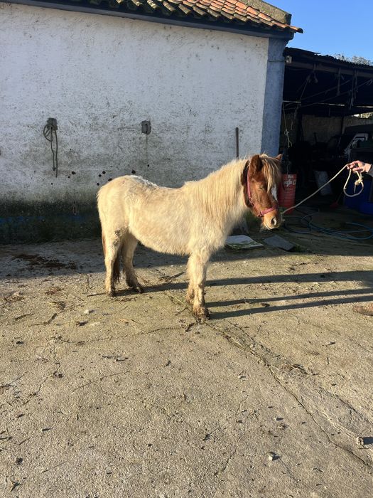 Ponei de 3 anos femea
