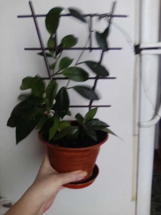 Продам свои комнатные цветы.