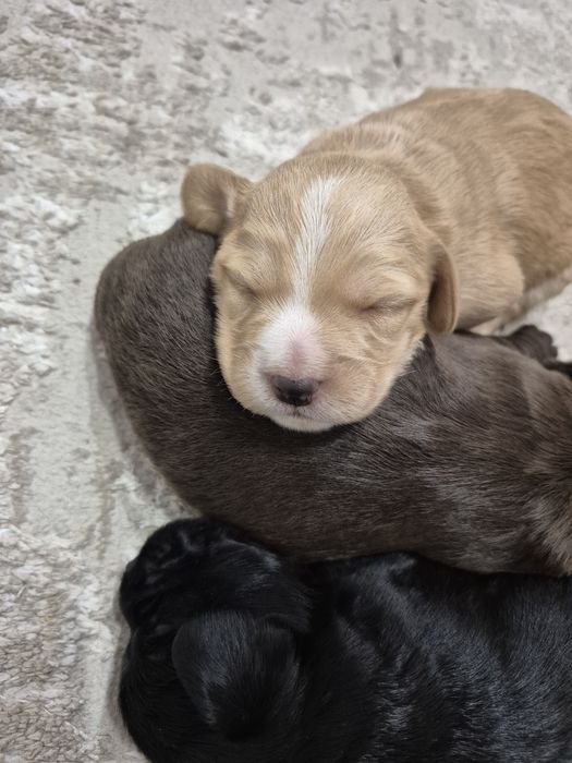 Спаніель. Кокер Спаніель