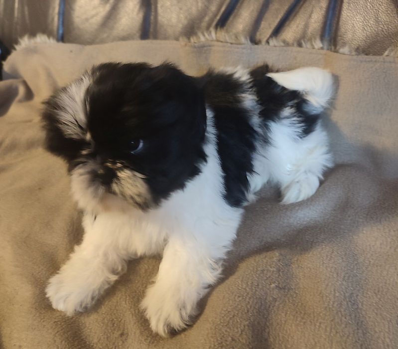 Shihtzu czarno bialy piesek