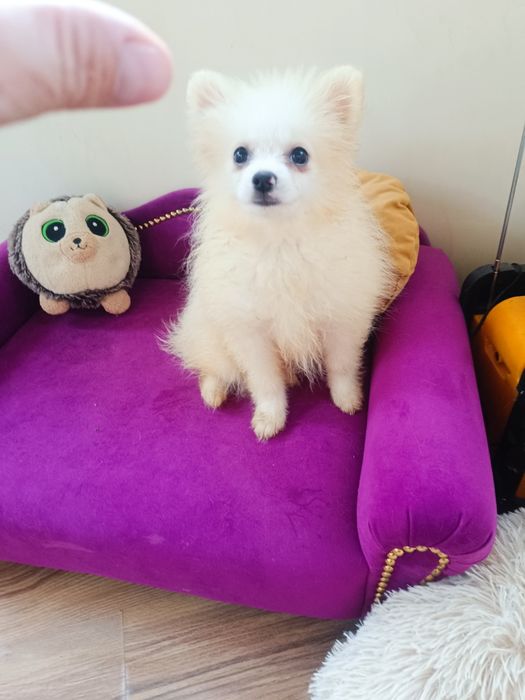 Szpic miniaturowy pomeranian suczka  gotowy do odbioru