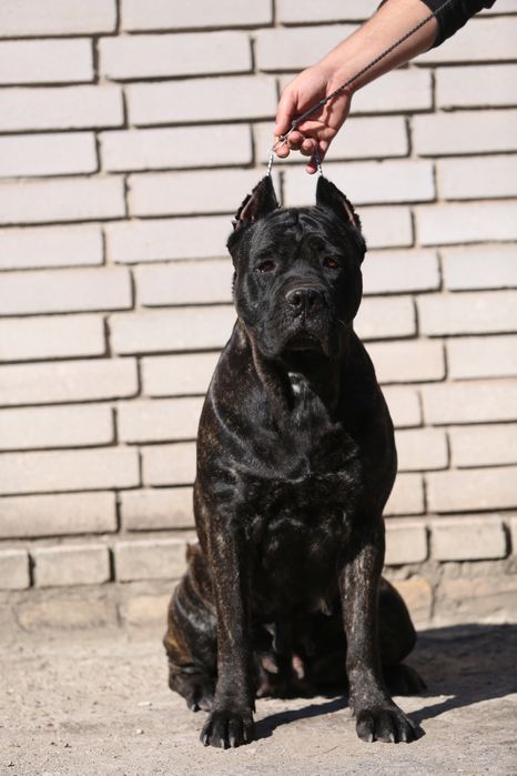 Черный мальчик  кане корсо Тор