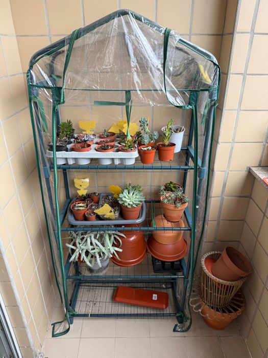 Estufa com plantas