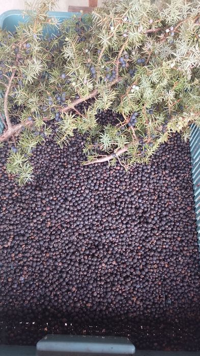 Ягоди ялівцю, плоди можжевельника