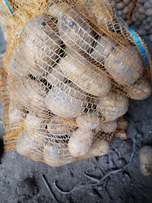 Ziemniaki worek 15 kilo wysyłka inpost prosto od rolnika