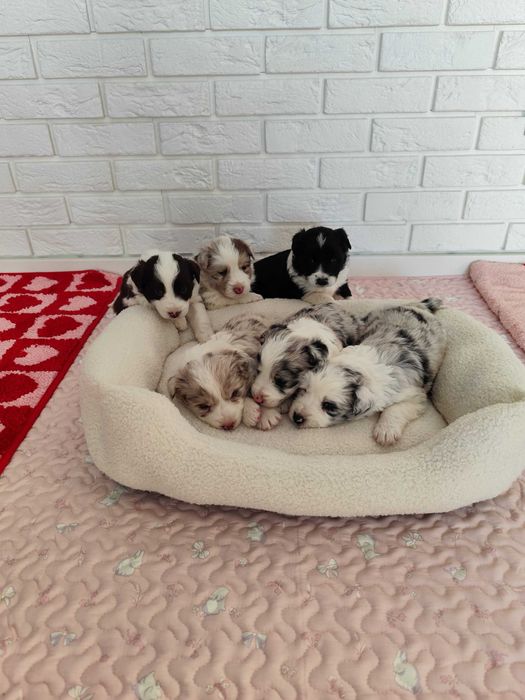 Border collie. Szczeniak. Badania