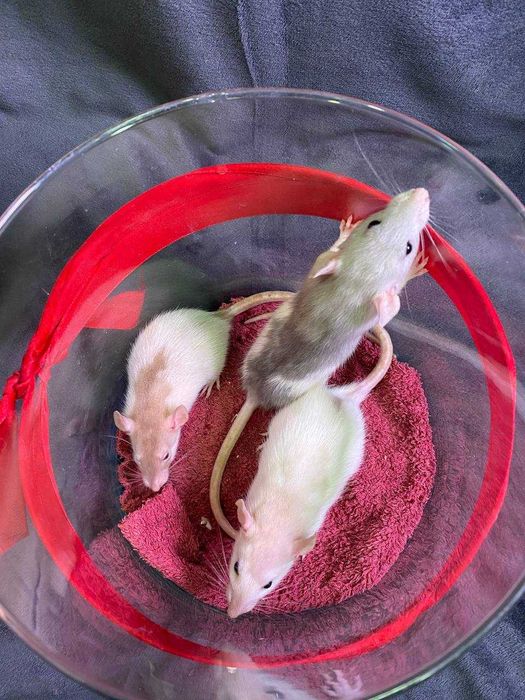 дамбо, щурики пацючки ручні, маленькі щуренята