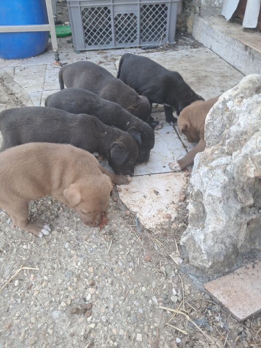 Doa-se cães de raça cordi bolie e pitbull adoção responsável