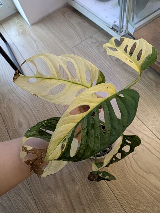 Monstera adansonii variegata roślina kolekcjonerska