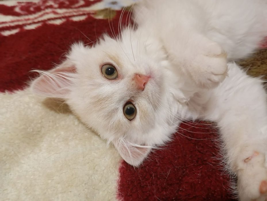 КІШЕЧКА чекає на родину.