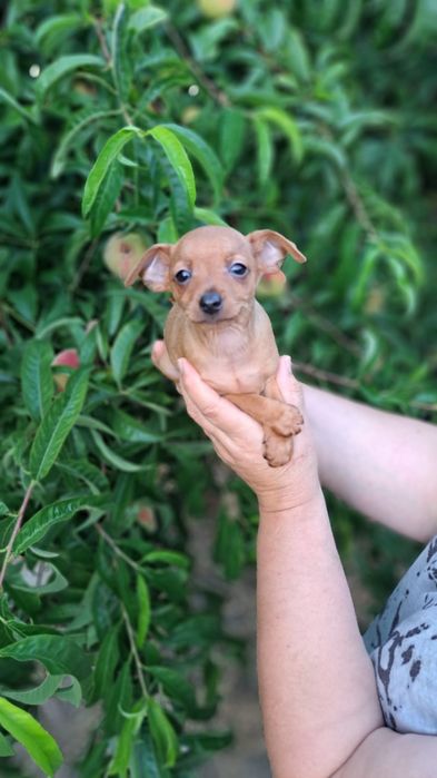 Pinscher macho preto afogueado
