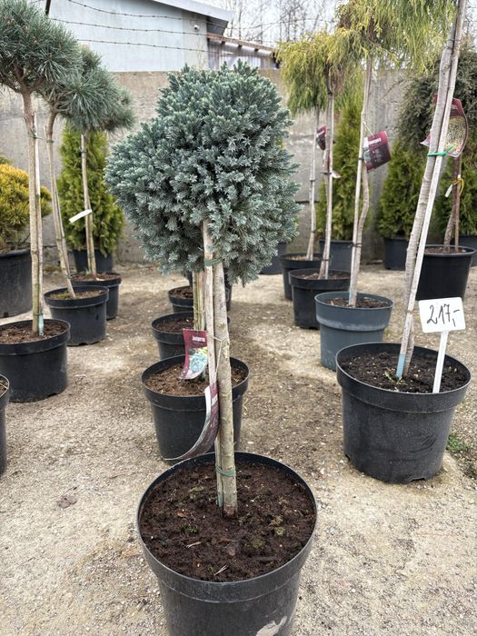 Jałowiec  na pniu ( Juniperus squamata blue star)