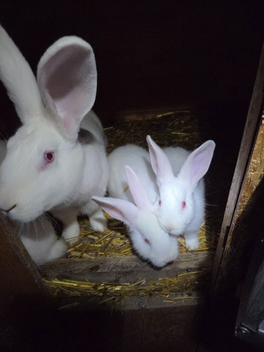 Króliki termondzkie młode dorosłe samice kotne