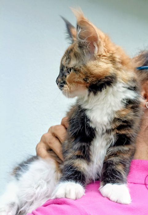 Dziewczynka Maine Coon