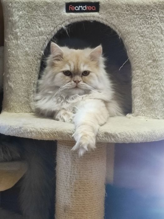 Pers, perski,perskie kocurki