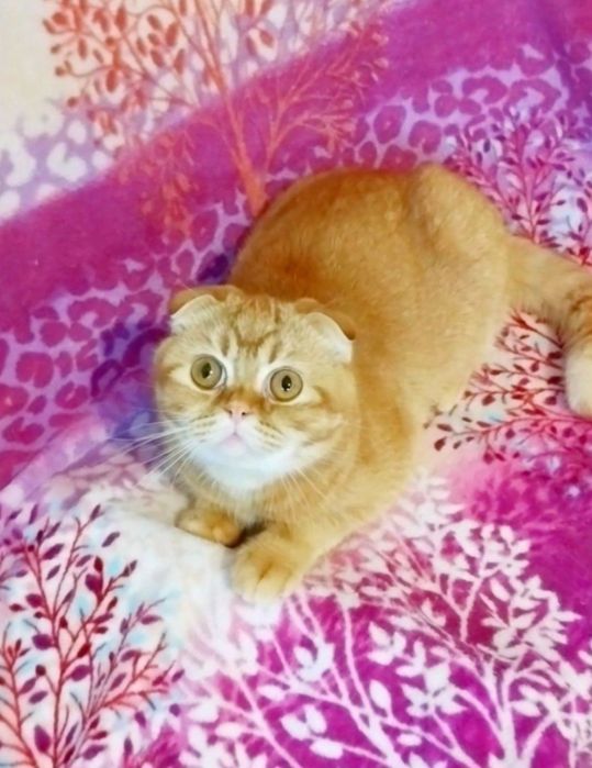 Золота лілова шиншила хлопчик шотландець