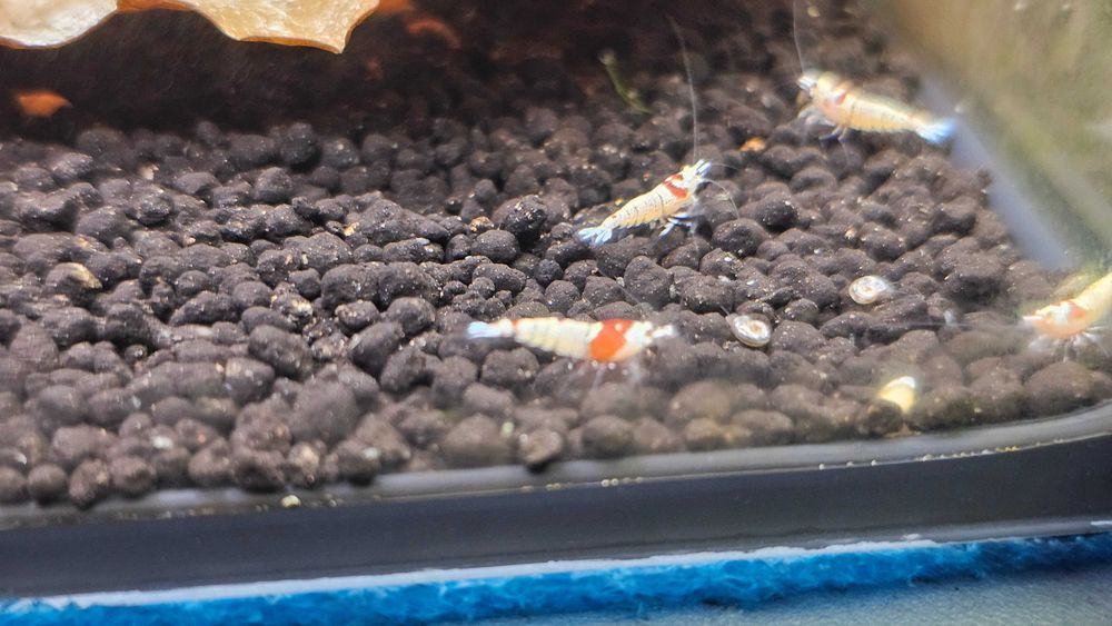 Krewetki Caridina, PRL, Crystal Red