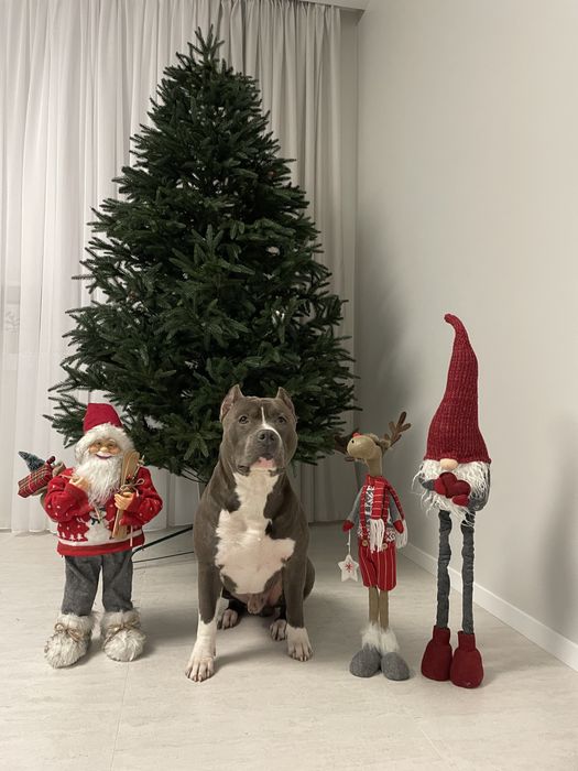 Американський стафордширський терʼєр, АМСТАФФ, AMSTAFF, ВʼЯЗКА!!!